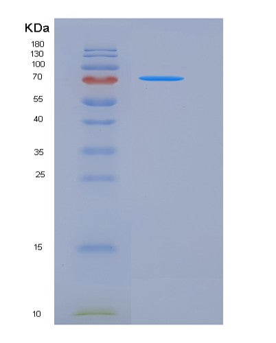 SDS-PAGE analysis of Mouse Cdh1 (Cadherin-1) - Recombinant Protein, showing >90% purity under 15% SDS-PAGE (Reduced)
