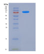 SDS-PAGE analysis of Human ECE2 (Endothelin-Converting Enzyme 2) - Recombinant Protein, showing >90% purity under 15% SDS-PAGE (Reduced)