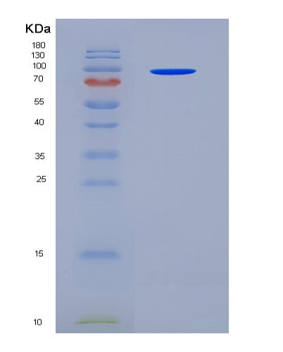 SDS-PAGE analysis of Mouse Anpep (Aminopeptidase N) - Recombinant Protein, showing >90% purity under 15% SDS-PAGE (Reduced)