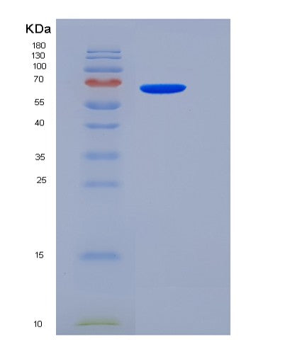 SDS-PAGE analysis of Human PVR (Poliovirus Receptor) - Recombinant Protein, showing >85% purity under 15% SDS-PAGE (Reduced)
