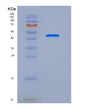 SDS-PAGE analysis of Human ADGRG5 (Adhesion G-Protein Coupled Receptor G5) - Recombinant Protein, showing >95% purity under 15% SDS-PAGE (Reduced)
