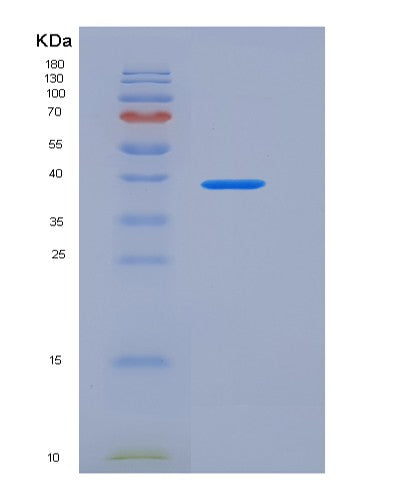 SDS-PAGE analysis of Human NECTIN3 (Nectin-3) - Recombinant Protein, showing >90% purity under 15% SDS-PAGE (Reduced)
