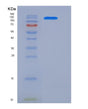 SDS-PAGE analysis of Human JAG1 (Protein Jagged-1) - Recombinant Protein, showing >95% purity under 15% SDS-PAGE (Reduced)