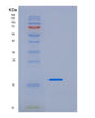 SDS-PAGE analysis of Human LAIR1 (Leukocyte-Associated Immunoglobulin-Like Receptor 1) - Recombinant Protein, showing >95% purity under 15% SDS-PAGE (Reduced)