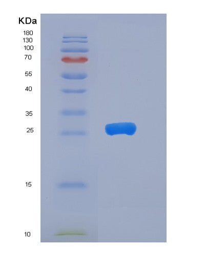 SDS-PAGE analysis of Human YWHAB (14-3-3 Protein Beta/Alpha) - Recombinant Protein, showing >85% purity under 15% SDS-PAGE (Reduced)