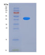 SDS-PAGE analysis of Human LILRB3 (Leukocyte Immunoglobulin-Like Receptor Subfamily B Member 3) - Recombinant Protein, showing >95% purity under 15% SDS-PAGE (Reduced)