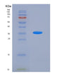 SDS-PAGE analysis of Human ACVRL1 (Activin Receptor Type-1-Like) - Recombinant Protein, showing >90% purity under 15% SDS-PAGE (Reduced)
