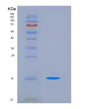 SDS-PAGE analysis of Human CD47 (Leukocyte Surface Antigen Cd47) - Recombinant Protein, showing >85% purity under 15% SDS-PAGE (Reduced)