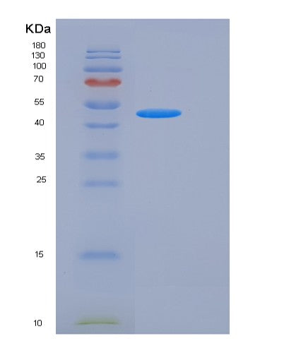 SDS-PAGE analysis of Human F11R (Junctional Adhesion Molecule A) - Recombinant Protein, showing >95% purity under 15% SDS-PAGE (Reduced)