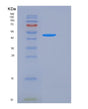SDS-PAGE analysis of Human F11R (Junctional Adhesion Molecule A) - Recombinant Protein, showing >95% purity under 15% SDS-PAGE (Reduced)