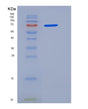SDS-PAGE analysis of Human SIGLEC5 (Sialic Acid-Binding Ig-Like Lectin 5) - Recombinant Protein, showing >85% purity under 15% SDS-PAGE (Reduced)