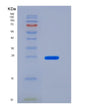 SDS-PAGE analysis of Mouse Slamf8 (Slam Family Member 8) - Recombinant Protein, showing >85% purity under 15% SDS-PAGE (Reduced)