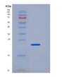 SDS-PAGE analysis of Human FTH1 (Ferritin Heavy Chain) - Recombinant Protein, showing >90% purity under 15% SDS-PAGE (Reduced)