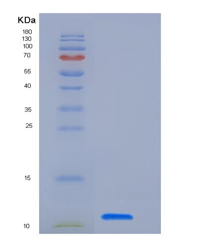 SDS-PAGE analysis of Human S100A2 (Protein S100-A2) - Recombinant Protein, showing >85% purity under 15% SDS-PAGE (Reduced)