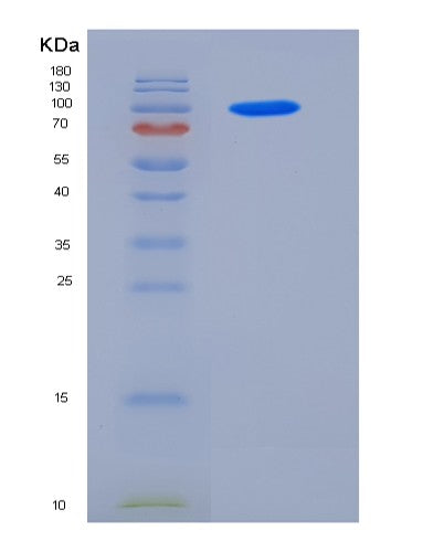 SDS-PAGE analysis of Human SEMA4A (Semaphorin-4A) - Recombinant Protein, showing >90% purity under 15% SDS-PAGE (Reduced)
