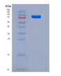 SDS-PAGE analysis of Human FLT4 (Vascular Endothelial Growth Factor Receptor 3) - Recombinant Protein, showing >85% purity under 15% SDS-PAGE (Reduced)