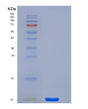 SDS-PAGE analysis of Human S100A1 (Protein S100-A1) - Recombinant Protein, showing >95% purity under 15% SDS-PAGE (Reduced)