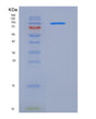 SDS-PAGE analysis of Human FLT4 (Vascular Endothelial Growth Factor Receptor 3) - Recombinant Protein, showing >85% purity under 15% SDS-PAGE (Reduced)