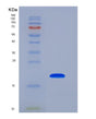 SDS-PAGE analysis of Human LCN1 (Lipocalin-1) - Recombinant Protein, showing >90% purity under 15% SDS-PAGE (Reduced)