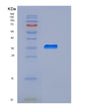 SDS-PAGE analysis of Human ARG1 (Arginase-1) - Recombinant Protein, showing >90% purity under 15% SDS-PAGE (Reduced)