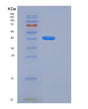 SDS-PAGE analysis of Mouse Fzd10 (Frizzled-10) - Recombinant Protein, showing >85% purity under 15% SDS-PAGE (Reduced)
