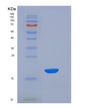 SDS-PAGE analysis of Mouse Nbl1 (Neuroblastoma Suppressor Of Tumorigenicity 1) - Recombinant Protein, showing >90% purity under 15% SDS-PAGE (Reduced)