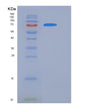 SDS-PAGE analysis of Human FOLH1 (Glutamate Carboxypeptidase 2) - Recombinant Protein, showing >85% purity under 15% SDS-PAGE (Reduced)