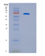 SDS-PAGE analysis of Mouse Sirpa (Tyrosine-Protein Phosphatase Non-Receptor Type Substrate 1) - Recombinant Protein, showing >90% purity under 15% SDS-PAGE (Reduced)