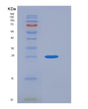 SDS-PAGE analysis of Mouse Clmp (Cxadr-Like Membrane Protein) - Recombinant Protein, showing >90% purity under 15% SDS-PAGE (Reduced)