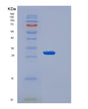 SDS-PAGE analysis of Human PLAT (Tissue-Type Plasminogen Activator) - Recombinant Protein, showing >90% purity under 15% SDS-PAGE (Reduced)