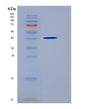 SDS-PAGE analysis of Human PGA4 (Pepsin A-4) - Recombinant Protein, showing >85% purity under 15% SDS-PAGE (Reduced)