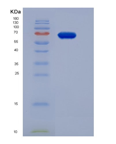 SDS-PAGE analysis of Human PGA4 (Pepsin A-4) - Recombinant Protein, showing >85% purity under 15% SDS-PAGE (Reduced)