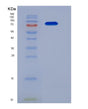 SDS-PAGE analysis of Mouse Tgfbr3 (Transforming Growth Factor Beta Receptor Type 3) - Recombinant Protein, showing >85% purity under 15% SDS-PAGE (Reduced)