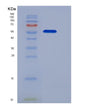 SDS-PAGE analysis of Mouse Kit (Mast/Stem Cell Growth Factor Receptor Kit) - Recombinant Protein, showing >95% purity under 15% SDS-PAGE (Reduced)