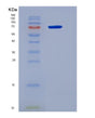 SDS-PAGE analysis of Human GPNMB (Transmembrane Glycoprotein Nmb) - Recombinant Protein, showing >90% purity under 15% SDS-PAGE (Reduced)