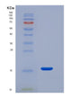 SDS-PAGE analysis of Human JCHAIN (Immunoglobulin J Chain) - Recombinant Protein, showing >95% purity under 15% SDS-PAGE (Reduced)