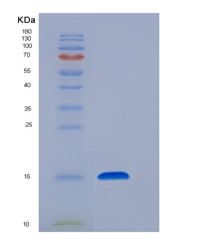 SDS-PAGE analysis of Human FABP2 (Fatty Acid-Binding Protein, Intestinal) - Recombinant Protein, showing >85% purity under 15% SDS-PAGE (Reduced)