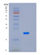 SDS-PAGE analysis of Mouse Tnfrsf1a (Tumor Necrosis Factor Receptor Superfamily Member 1A) - Recombinant Protein, showing >85% purity under 15% SDS-PAGE (Reduced)