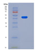 SDS-PAGE analysis of Human PRDM2 (Pr Domain Zinc Finger Protein 2) - Recombinant Protein, showing >95% purity under 15% SDS-PAGE (Reduced)