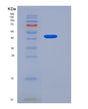 SDS-PAGE analysis of Human LRRTM4 (Leucine-Rich Repeat Transmembrane Neuronal Protein 4) - Recombinant Protein, showing >90% purity under 15% SDS-PAGE (Reduced)