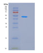 SDS-PAGE analysis of Mouse Kng1 (Kininogen-1) - Recombinant Protein, showing >90% purity under 15% SDS-PAGE (Reduced)