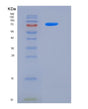 SDS-PAGE analysis of Human TGFBI (Transforming Growth Factor-Beta-Induced Protein Ig-H3) - Recombinant Protein, showing >85% purity under 15% SDS-PAGE (Reduced)