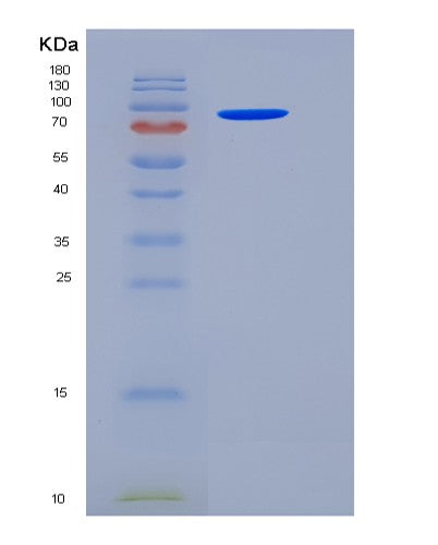 SDS-PAGE analysis of Human HSPD1 (60 Kda Heat Shock Protein, Mitochondrial) - Recombinant Protein, showing >90% purity under 15% SDS-PAGE (Reduced)