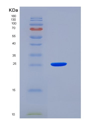 SDS-PAGE analysis of Mouse Jam3 (Junctional Adhesion Molecule C) - Recombinant Protein, showing >85% purity under 15% SDS-PAGE (Reduced)