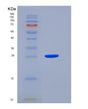SDS-PAGE analysis of Mouse Jam3 (Junctional Adhesion Molecule C) - Recombinant Protein, showing >85% purity under 15% SDS-PAGE (Reduced)