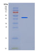 SDS-PAGE analysis of Mouse Cd300a (Cmrf35-Like Molecule 8) - Recombinant Protein, showing >90% purity under 15% SDS-PAGE (Reduced)