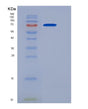 SDS-PAGE analysis of Human KNG1 (Kininogen-1) - Recombinant Protein, showing >90% purity under 15% SDS-PAGE (Reduced)