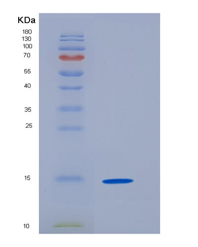 SDS-PAGE analysis of Mouse Tnfrsf10b (Tumor Necrosis Factor Receptor Superfamily Member 10B) - Recombinant Protein, showing >90% purity under 15% SDS-PAGE (Reduced)