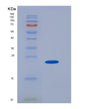 SDS-PAGE analysis of Mouse Slamf7 (Slam Family Member 7) - Recombinant Protein, showing >85% purity under 15% SDS-PAGE (Reduced)