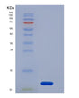 SDS-PAGE analysis of Human ACVRL1 (Activin Receptor Type-1-Like) - Recombinant Protein, showing >95% purity under 15% SDS-PAGE (Reduced)